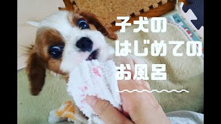 【子犬】キャバリア麦太郎ちゃん、はじめてのお風呂【キャバリア麦太郎チャンネル】