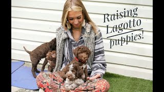 Raising Lagotto Romagnolo puppies!