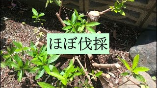 つつじの剪定｜剪定を通り越してほぼ伐採｜実家の庭｜5月上旬