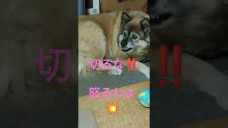 ばあばに肉球の毛をカットされマジギレする犬のムーちゃん