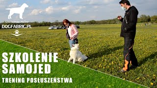 Samojed - Czy uda nam się wyszkolić Samoyeda? Szkolenie z posłuszeństwa psa i spore postępy w nauce