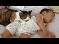 猫は赤ちゃんを守る 猫は赤ちゃんを愛する 最も面白い猫の映画2017 84