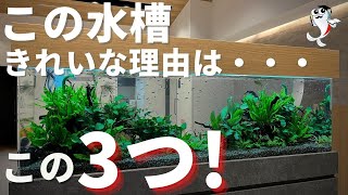 【絶対知るべき】美しい水槽とならない\