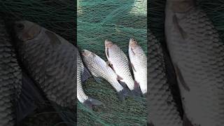 விசுரு வலையில் சிக்கிய கென்டை#fishing#shorts#video