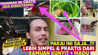 PAKAI INI LEBIH PRAKTIS DARI RAMUAN MURAH KUNYIT+MADU || BURUNG MAKIN SEHAT MAKIN GACOR