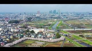 ４K映像　都心に一番近い里の春風景・日本一の桜回廊「2022・ドローン空撮」