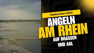 Angeln am Rhein  im Herbst auf Brassen und Aal