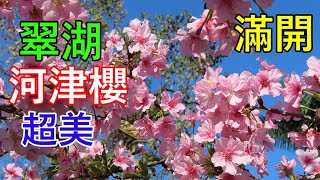 [賞櫻]🌸國父紀念館翠湖旁河津櫻滿開,煙火花,八重櫻