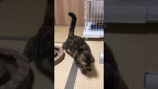 猫用レーザーポインターで遊んだ結果www爆笑🤣wwww