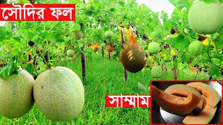 Rock Melon (সাম্মাম) । বাংলাদেশে চাষ হচ্ছে সৌদি আরবের 'সাম্মাম' ফল । কি ভাবে চাষ করবেন সাম্মাম ফল