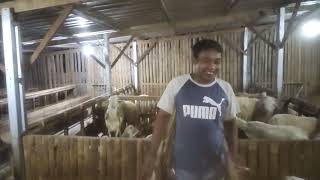 PETERNAK MUDA MENCETAK PEJANTAN DOMBA MONSTER....🐑🐑🐑WOWWWW👍