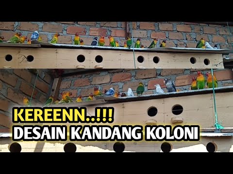 Desain Kandang Ternak Lovebird Sistem Koloni Terkeren Desain Kandang Ternak Lovebird Sistem Koloni Terkeren