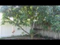 fruit trees in my backyard miami florida