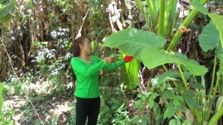 A Walk Through the Rain Forest on Phuket Island | Thailand Thai HD Video