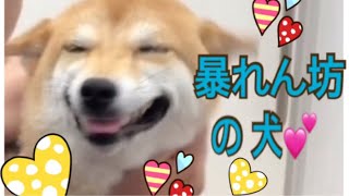 【柴犬 もみさん】暴れん坊の（犬）Dog of rowdy💕　人間大好き💕Shiba Inu　momisan