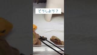 【閲覧注意！】とらじろうさん、このご飯は食べますか？＃レオパ＃観察