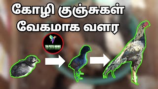 கோழி குஞ்சுகள் வேகமாக வளர || என் கோழி குஞ்சுகளுக்கு protien உணவு ||maggots production || #tnpetshome