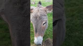 Giving Food to This Donkey - Donner de la nourriture à cet âne