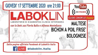 LABOKLIN \u0026 GUIDE CINOFILE  Maltese, Bolognese e Bichon a Poil Frise