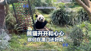 澳门游记，石排湾郊野公园，免费看国宝大熊猫~