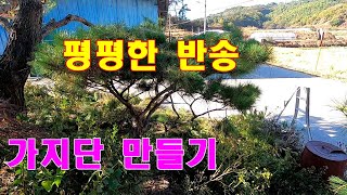 수관부 평평한 반송 가지단으로 원추형 수관부 만들기 -  수관 상부는 올려주고   수관하부는 내려주면 수관고가 높아집니다. #반송개작 #반송다듬기 #조형소나무만들기 #수관고높이기