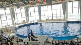 アクアワールド茨城県大洗水族館　イルカ・アシカ　オーシャンライブ　2023.11.11　12:30～