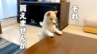 人間のご飯も欲しい柴犬の子犬【豆柴】