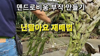 누구나 할수있는  덴드로비움 부작 만들기  난팔아요 재배법