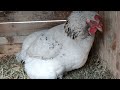 【鶏日記】シロ、大変心配な様子 鶏日記 にわとりこ にわとり hens poules poules 鶏 ニワトリ