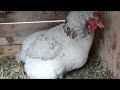 【鶏日記】シロ、大変心配な様子 鶏日記 にわとりこ にわとり hens poules poules 鶏 ニワトリ