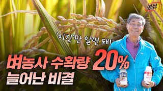 벼농사 수확량 20% 늘린 진짜 효과 본 방법 딱 1가지는 역시 이거입니다☀️ 밀양 새청무  2023.10.20