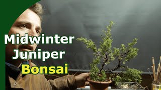 juniper midwinter work