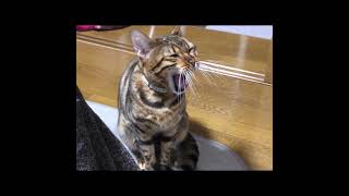 【メル日記】猫のあくびをスローモーションで見てみたら…/cat yawn