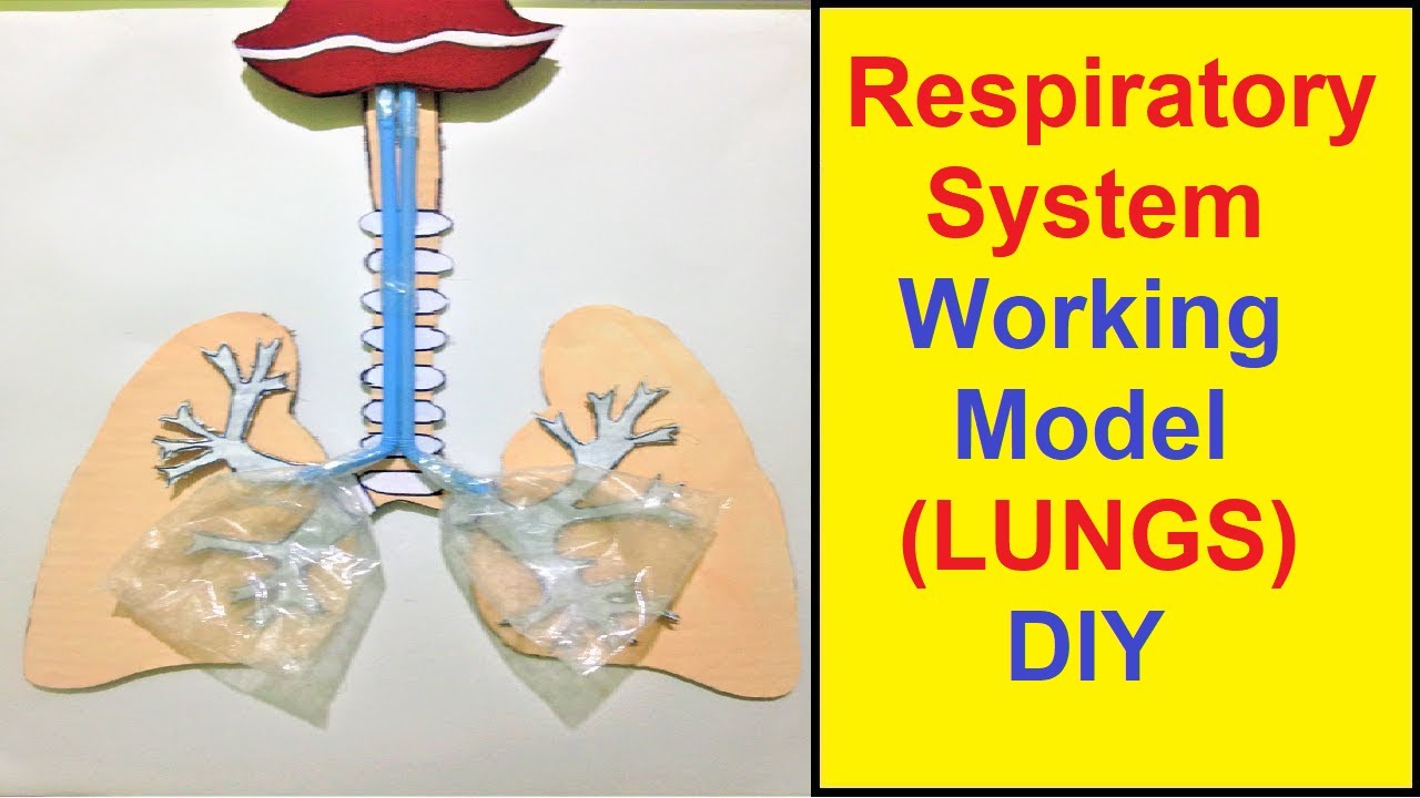 Respiratory System Working Model 3d (LUNGS) Making Using Waste ...