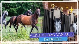 DE GROTE VERHUIZING VAN ALLE PAARDEN  || Paardzoektbaas