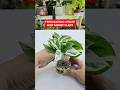 Propagation UPDATE! Njoy Money Plant #moneyplantpropagation