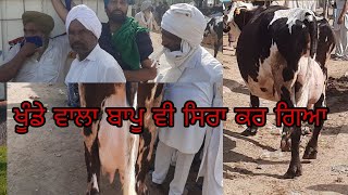 ਚੰਗੀ ਨਸਲ ਦੀ ਗਾਂ ਦਾ ਲਾਇਵ ਸੌਦਾDealof Good Breed Cow liveਮੰਡੀ ਡੱਬਵਾਲੀ#cowmilking#Brarandsandhudairyfarm