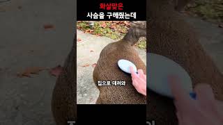 함부로 사슴을 구해주면 안되는 이유