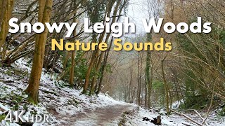 BRITISH WINTER 4K | Snow in the enchanted Forest of Leigh Woods! BRISTOL 🇬🇧 #ambientwalking