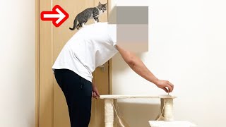 生後６７日の子猫にキャットタワーをプレゼントしてみた結果w