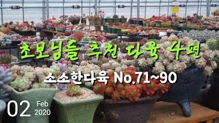 키우면 행복해지는 추천 다육 4편, 색감 예쁜 아이들 만나보세요. Recommended succulents