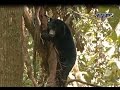 Sun Bear Rescue | A Visit To Bornean Sun Bear Conservation Centre with Jovenea Jim (RTM) | BSBCC