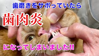 ショック!!【猫の歯肉炎】歯磨きをサボっていたら歯肉炎になってしまいました!!