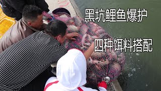 黑坑放鯉魚2000斤，小伙用四種餌料搭配，一個人就拔了255斤【兩個麻瓜】