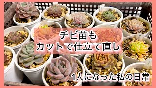 [多肉植物]チビ苗もカットで仕立て直し〜どんどんやるわよ〜^_^1人になった私の戯言