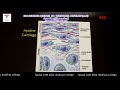 microscopic features of cartilage by dr. sama ul haq part 1