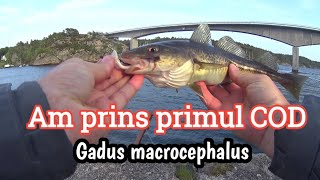 Am prins primul COD - Gadus macrocephalus🇹🇩🐟