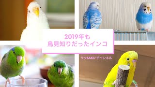 vol.210『2019年も鳥見知りだったインコ』セキセイインコのサクちゃん