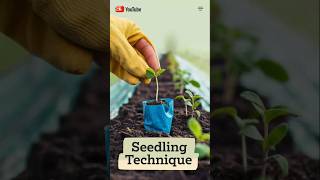 Flowers seedling in spring #ytshorts #youtubeshorts #shorts