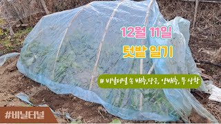 12월11일  텃밭일기 - 무, 양배추, 당근 비닐터널해주고 1주일 지난 모습